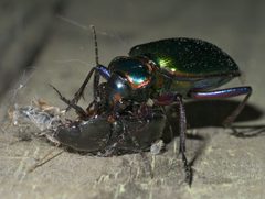 Calosoma scrutator P1610975a by 
xpda. Used under a CC BY-SA 4.0 license.
