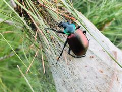 A Calosoma sycophanta on the thaumetopoea pityocampa tent by Maurice Flesier. Used under a CC BY-SA 4.0 license.