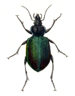 Calosoma.sycophanta.-.calwer.04.09 by Emil Hochdanz
. Used under a Public domain license.
