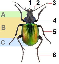 Calosoma sycophanta2009 by Calosoma_sycophanta2009.jpg: Anaxibia
derivative work: B kimmel (talk). Used under a CC BY-SA 3.0 license.