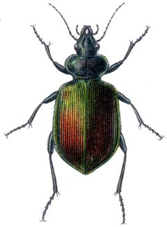 Calosoma sycophanta 2 by Vaya. Used under a Public domain license.