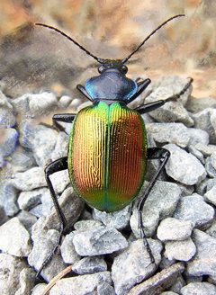 Calosoma sycophanta b1 by Siga. Used under a CC BY-SA 3.0 license.