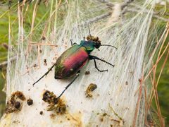 Calosoma sycophanta in Bergama by Maurice Flesier. Used under a CC BY-SA 4.0 license.