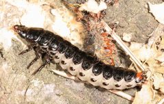 Calosoma sycophanta larva by Gyorgy Csoka, Hungary Forest Research Institute, Bugwood.org. Used under a CC BY 3.0 us license.