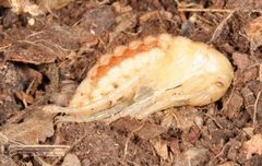 Calosoma sycophanta pupa by Gyorgy Csoka, Hungary Forest Research Institute, Bugwood.org. Used under a CC BY 3.0 us license.