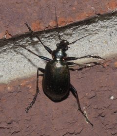 Calosoma wilcoxi P1180136b by 
xpda. Used under a CC BY-SA 4.0 license.
