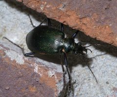 Calosoma wilcoxi P1590355a by 
xpda. Used under a CC BY-SA 4.0 license.