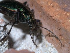 Calosoma wilcoxi P1590356a by 
xpda. Used under a CC BY-SA 4.0 license.