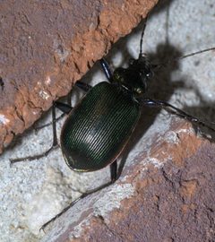 Calosoma wilcoxi P1590358a by 
xpda. Used under a CC BY-SA 4.0 license.