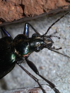 Calosoma wilcoxi P1590362a by 
xpda. Used under a CC BY-SA 4.0 license.