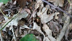 Carabus Auratus Cherine 2019 France by Jag Bill. Used under a CC BY-SA 4.0 license.