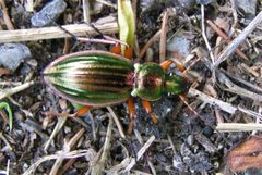 Carabus auratus by wikipedia. Used under a CC BY-SA 3.0 license.