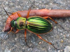 Carabus auratus with prey by Soebe. Used under a CC BY-SA 3.0 license.