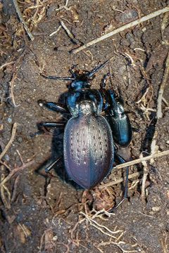 Carabidae- Carabus goryi by Kristof Zyskowski & Yulia Bereshpolova. Used under a CC BY 2.0 license.