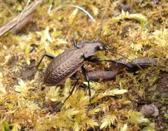 Carabus granulatus 01 cropped by Carabus_granulatus_01.JPG: Sanja565658
derivative work: B kimmel (talk). Used under a CC BY-SA 3.0 license.