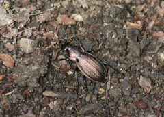 Carabus granulatus 047 by Olbertz at de.wikipedia. Used under a CC BY-SA 3.0 license.