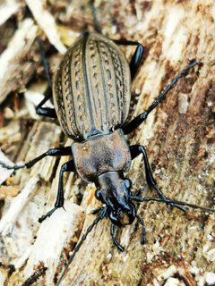 Carabus granulatus IMG 20210224 134926 by Jens Milner. Used under a CC BY-SA 4.0 license.
