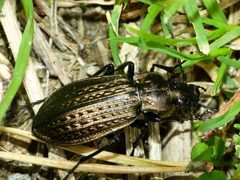 Carabus granulatus Lincoln by Shyamal. Used under a CC BY-SA 3.0 license.