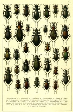 Georgiy Jacobson - Beetles Russia and Western Europe - plate 04 by see in description. Used under a Public domain license.