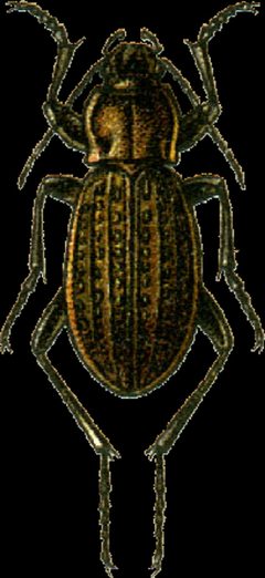 Carabus maeander Jacobson by Georgiy Jacobson. Used under a Public domain license.