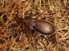 Carabus nemoralis - Flickr - Bennyboymothman by Ben Sale from UK. Used under a CC BY 2.0 license.