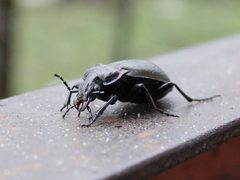 Carabus nemoralis 01 by AfroBrazilian. Used under a CC BY 3.0 license.
