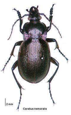 Carabus nemoralis LCNZ by Birgit E. Rhode, Landcare Research New Zealand Ltd.. Used under a CC BY 4.0 license.