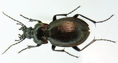 Carabus nemoralis female by Siga. Used under a CC BY-SA 3.0 license.