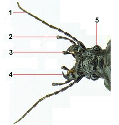 Carabus nemoralis female tags added by Carabus_nemoralis_female.jpg: Siga
derivative work: B kimmel (talk). Used under a CC BY-SA 3.0 license.
