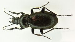 Carabus nemoralis male by Siga. Used under a CC BY-SA 3.0 license.