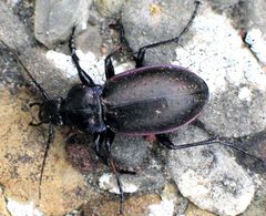 Carabus spec by Soebe. Used under a CC BY-SA 3.0 license.