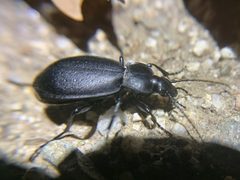 Carabus taedatus by Hunter H. Used under a CC BY 4.0 license.