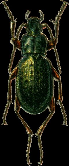 Carabus truncaticollis Jacobson by Georgiy Jacobson. Used under a Public domain license.