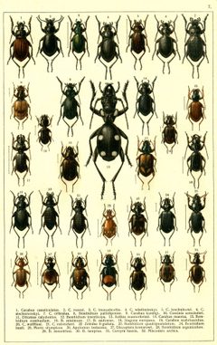 Georgiy Jacobson - Beetles Russia and Western Europe - plate 07 by see in description. Used under a Public domain license.