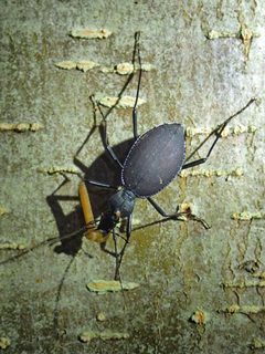 Scaphinotus angusticollis by D. Sikes. Used under a CC BY-SA 2.0 license.