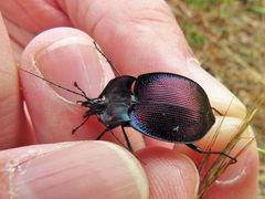 Scaphinotus elevatus by Annika Lindqvist. Used under a CC BY 4.0 license.