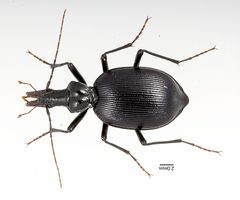 Scaphinotus longiceps by Kipling Will. Used under a CC BY 3.0 license.