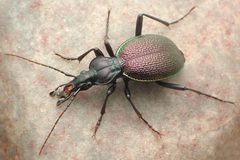Scaphinotus marginatus by David R. Maddison. Used under a CC BY 3.0 license.