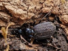 Sphaeroderus bicarinatus by Will Kuhn. Used under a CC BY 4.0 license.