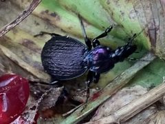 Sphaeroderus nitidicollis by Image shared by iNaturalist Canada user: maureen_c-m. Used under a CC BY 4.0 license.
