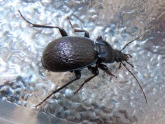 Sphaeroderus stenostomus by iNaturalist user: averagewalrus. Used under a CC BY 4.0 license.