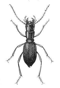 Amblycheila cylindriformis by Jean-Charles Chenu (1808-1879). Used under a Public domain license.