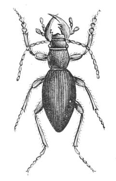 Omus californicus by Jean-Charles Chenu (1808-1879). Used under a Public domain license.