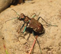 Cicindela ancocisconensis 4024938 by pbedell. Used under a CC BY-SA 4.0 license.