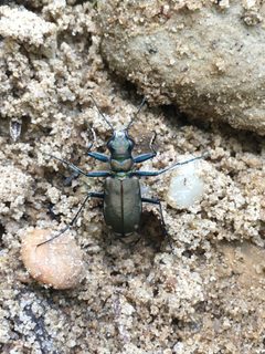 Cicindela ancocisconensis 53226367 by Matt Berger. Used under a CC BY 4.0 license.