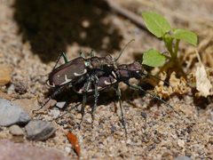 Cicindela ancocisconensis 8372381 by Matt Muir. Used under a CC BY-SA 4.0 license.