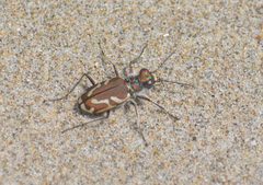Cicindela bellissima 6040199 by deboas. Used under a CC BY 4.0 license.