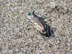 Cicindela bellissima 90330417 by Lee Cain. Used under a CC BY 4.0 license.