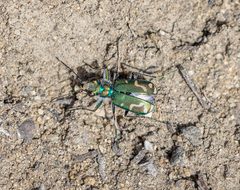 Cicindela decemnotata decemnotata 124803054 by Kathy Lichtendahl. Used under a CC BY 4.0 license.