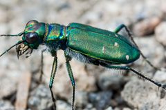 Cicindela depressula 476983 by Ken-ichi Ueda. Used under a CC BY 4.0 license.
